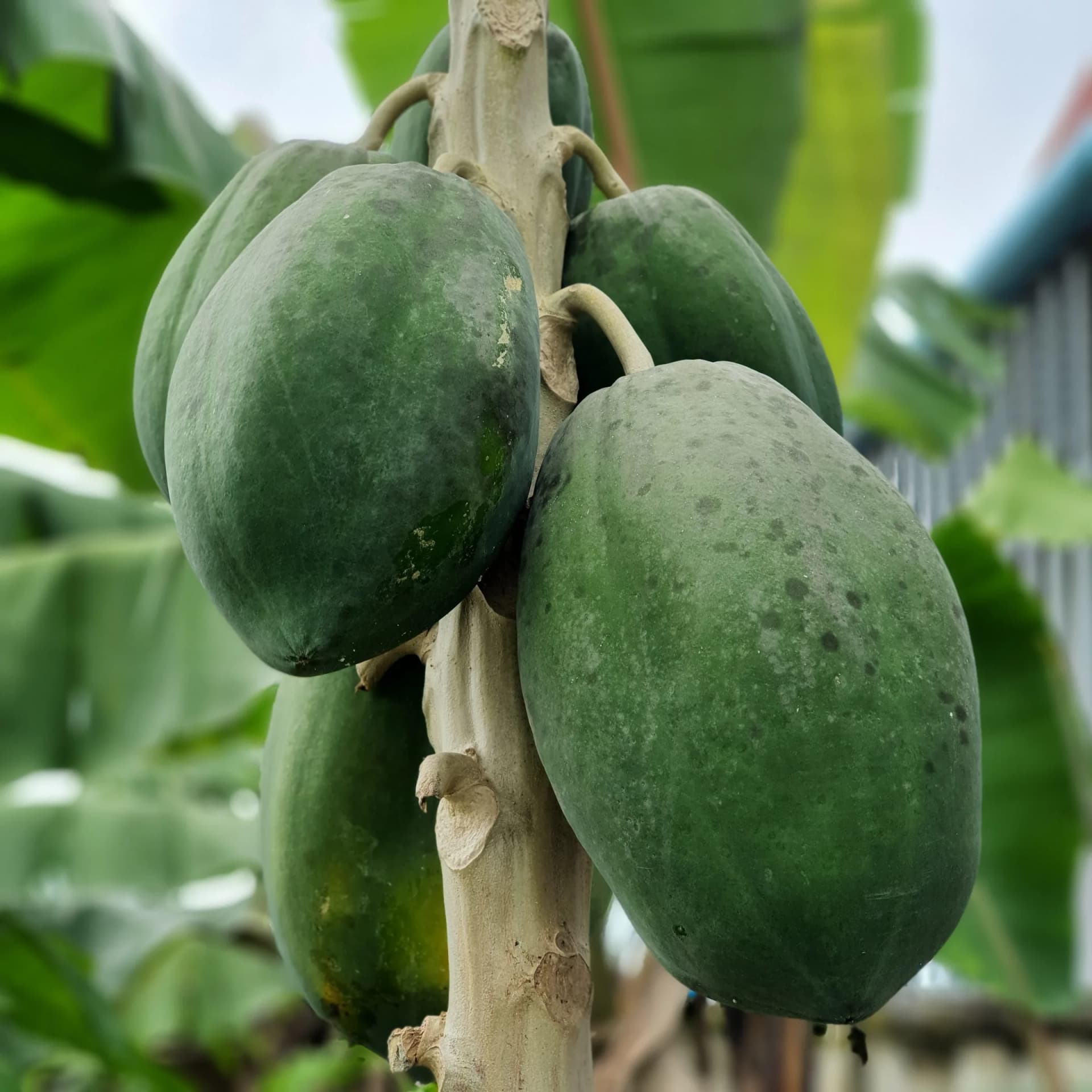 Công nghệ số hoá farmstay: PMS, channel manager và smart farming