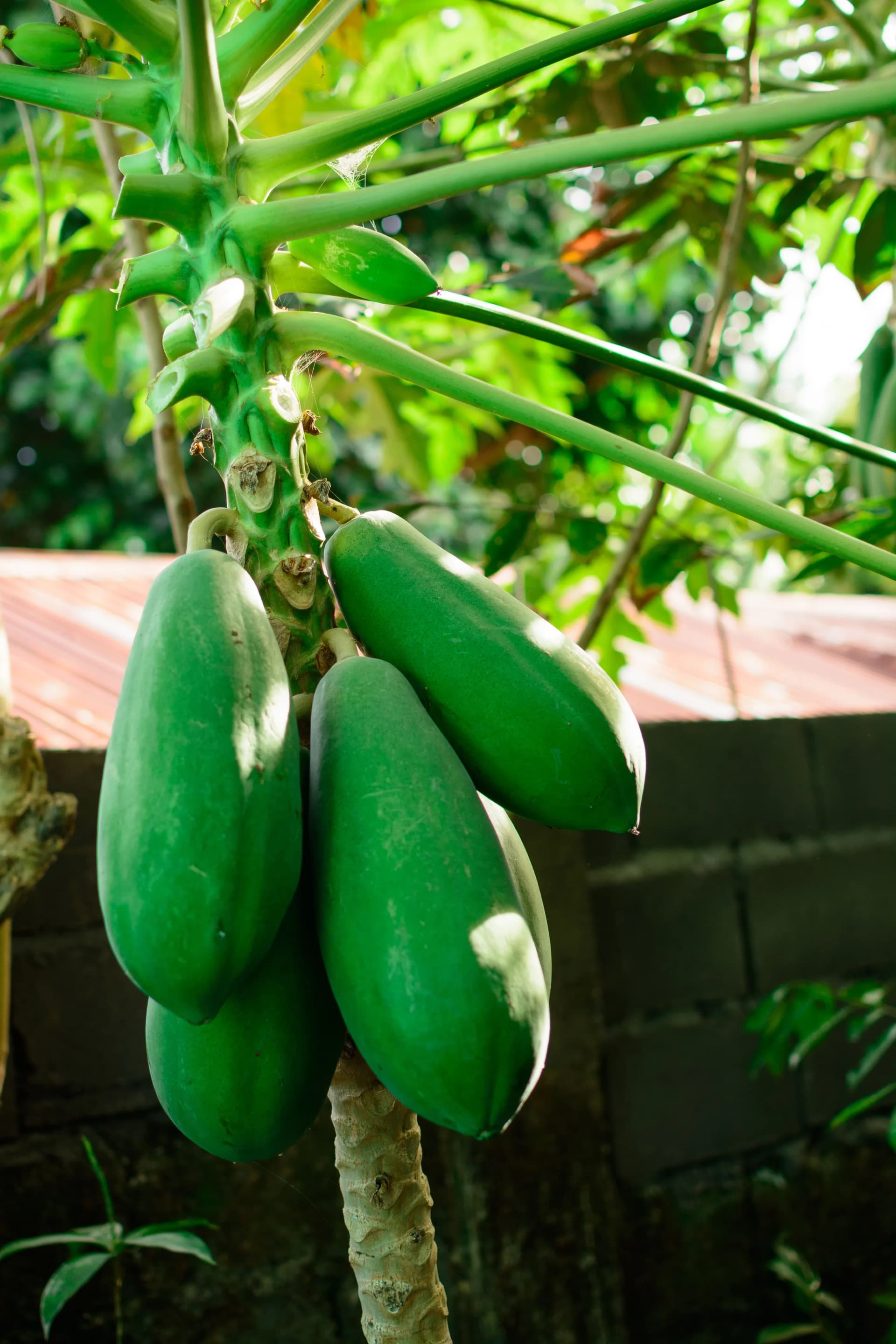Bình Dương farmstay cây ăn trái — vườn sầu riêng Bắc Tân Uyên