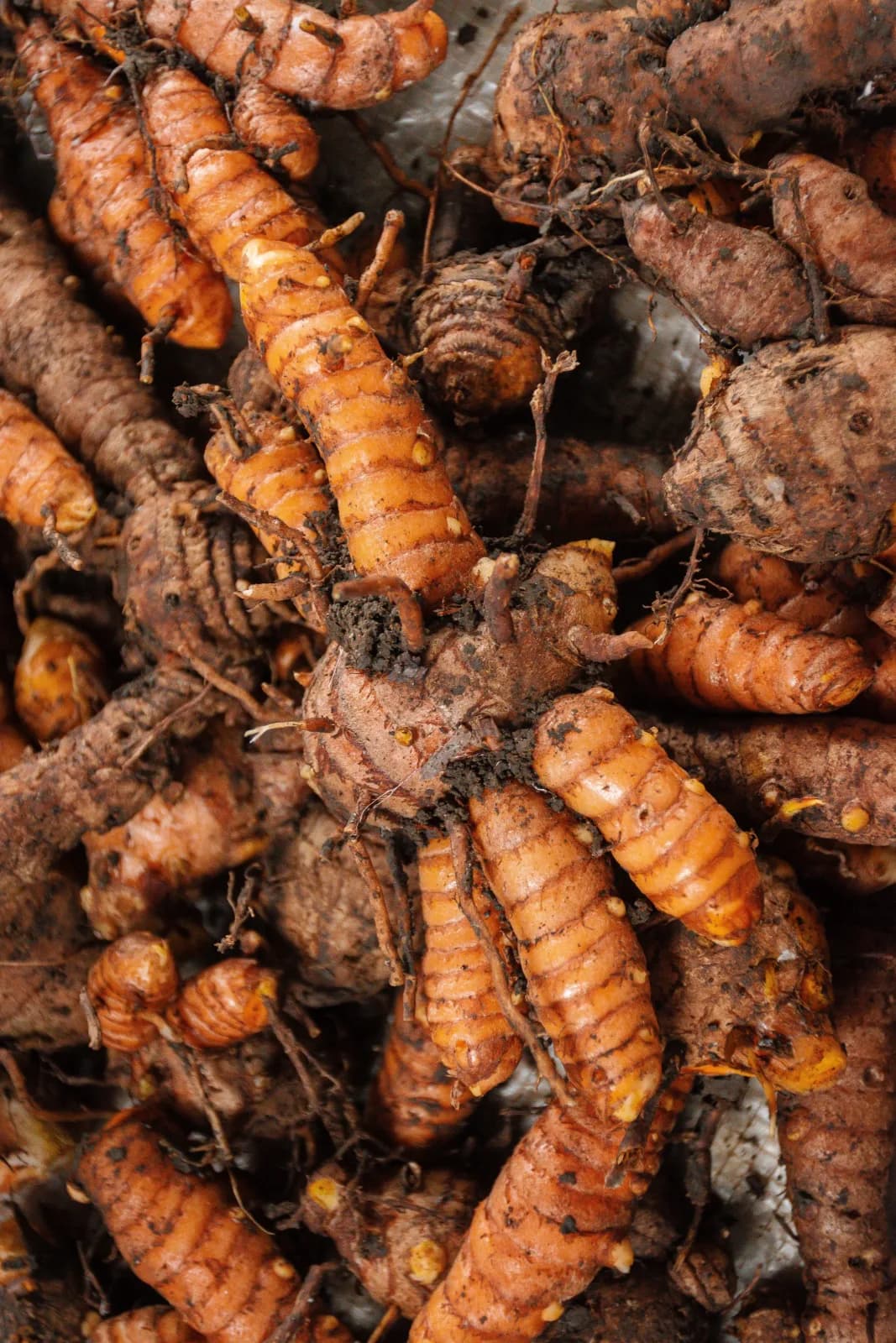 Cà phê chồn (Kopi Luwak) Tây Nguyên: thật và giả, đạo đức và kinh doanh
