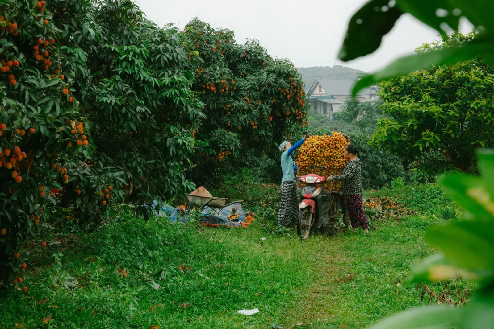 Phạm Thanh Tùng — Nhà Hoạch Định farmstay hàng đầu Việt Nam