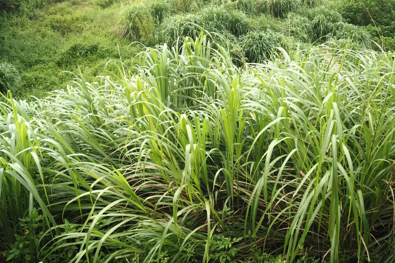Liên kết vùng farmstay: khi các chủ farm hợp tác thay vì cạnh tranh
